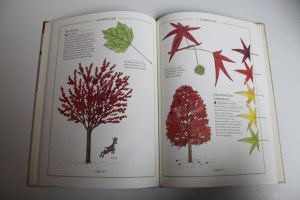 Birke, Buche, Baobab